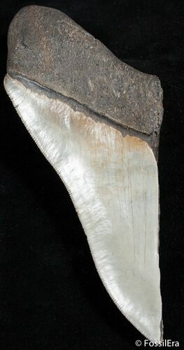 Huge Half Of + Inch Megalodon Tooth #2490